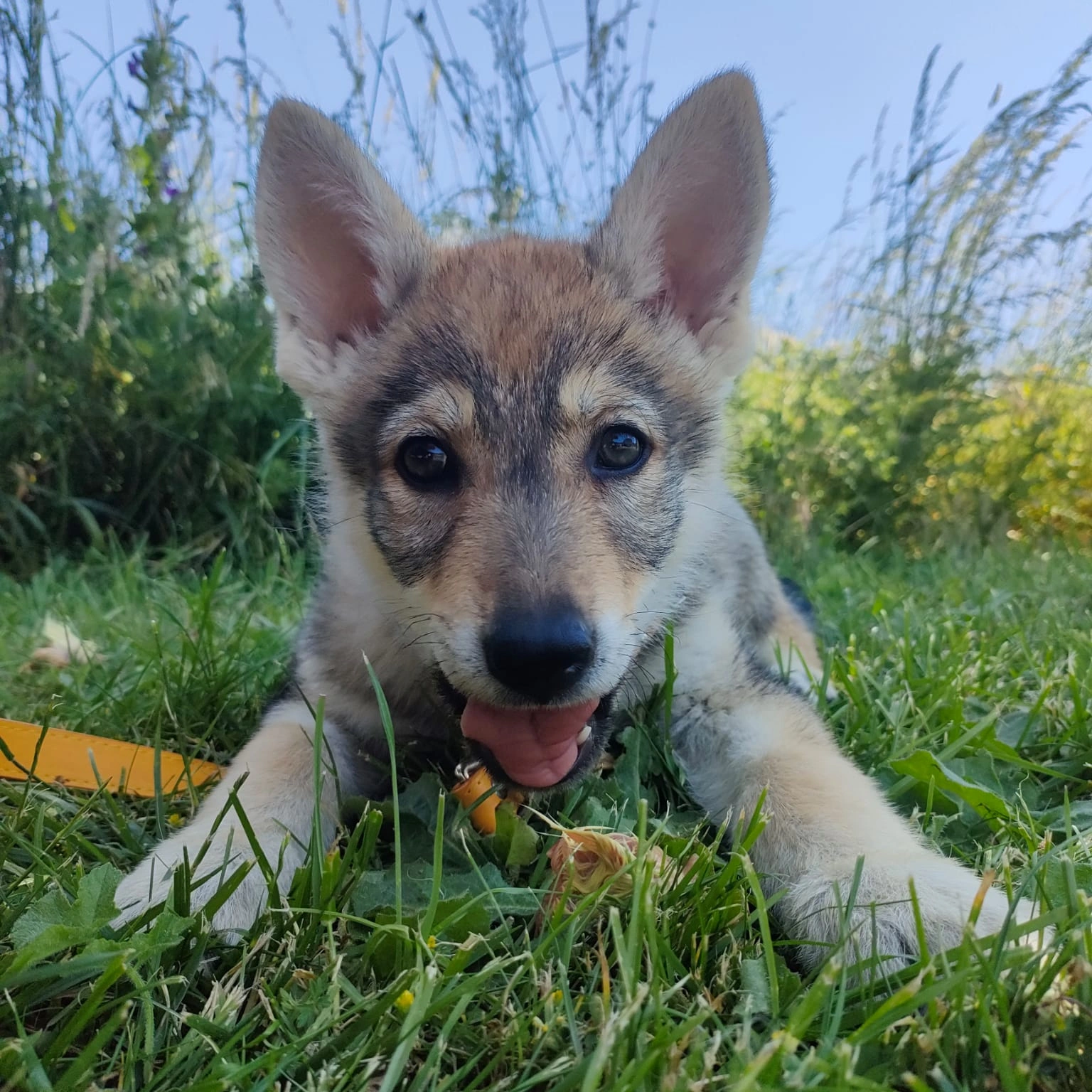 Chiot Chiot