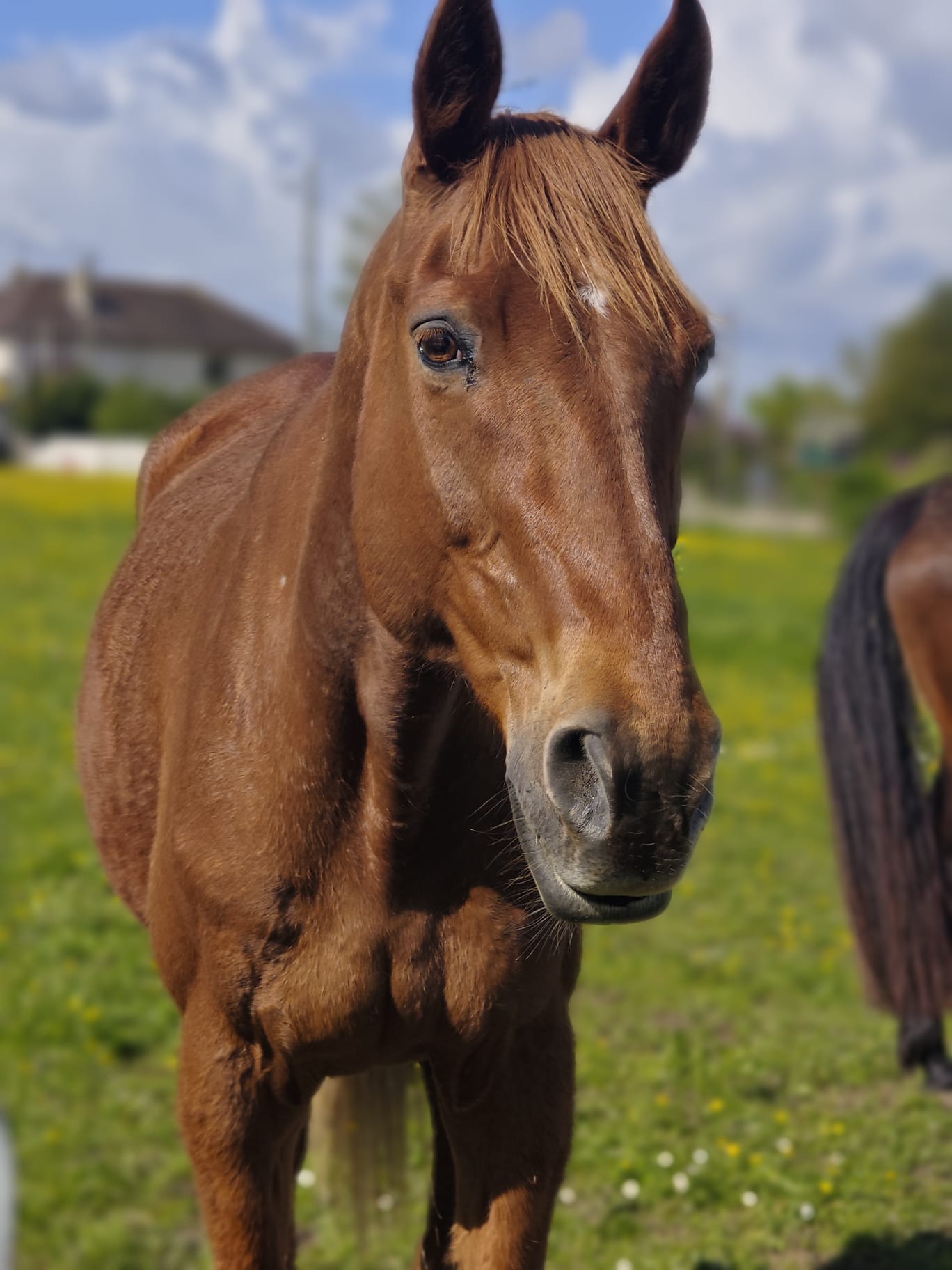 Cheval Cheval