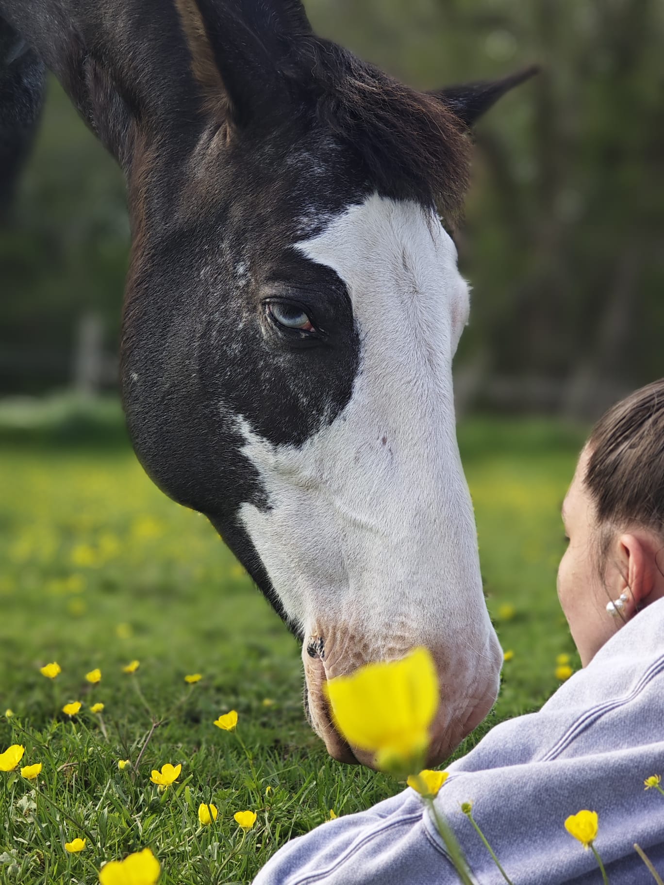 Cheval Cheval