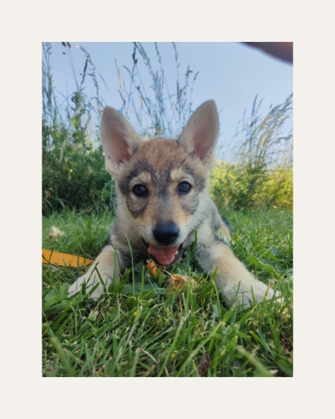 Chiot Chiot