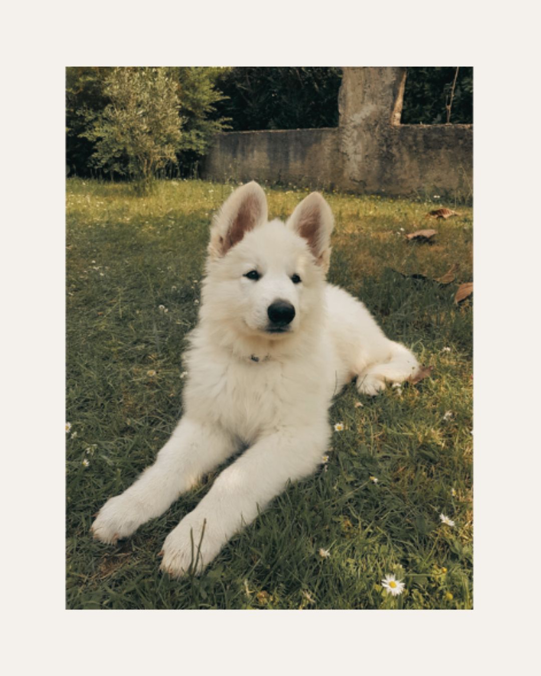Chiot Chiot
