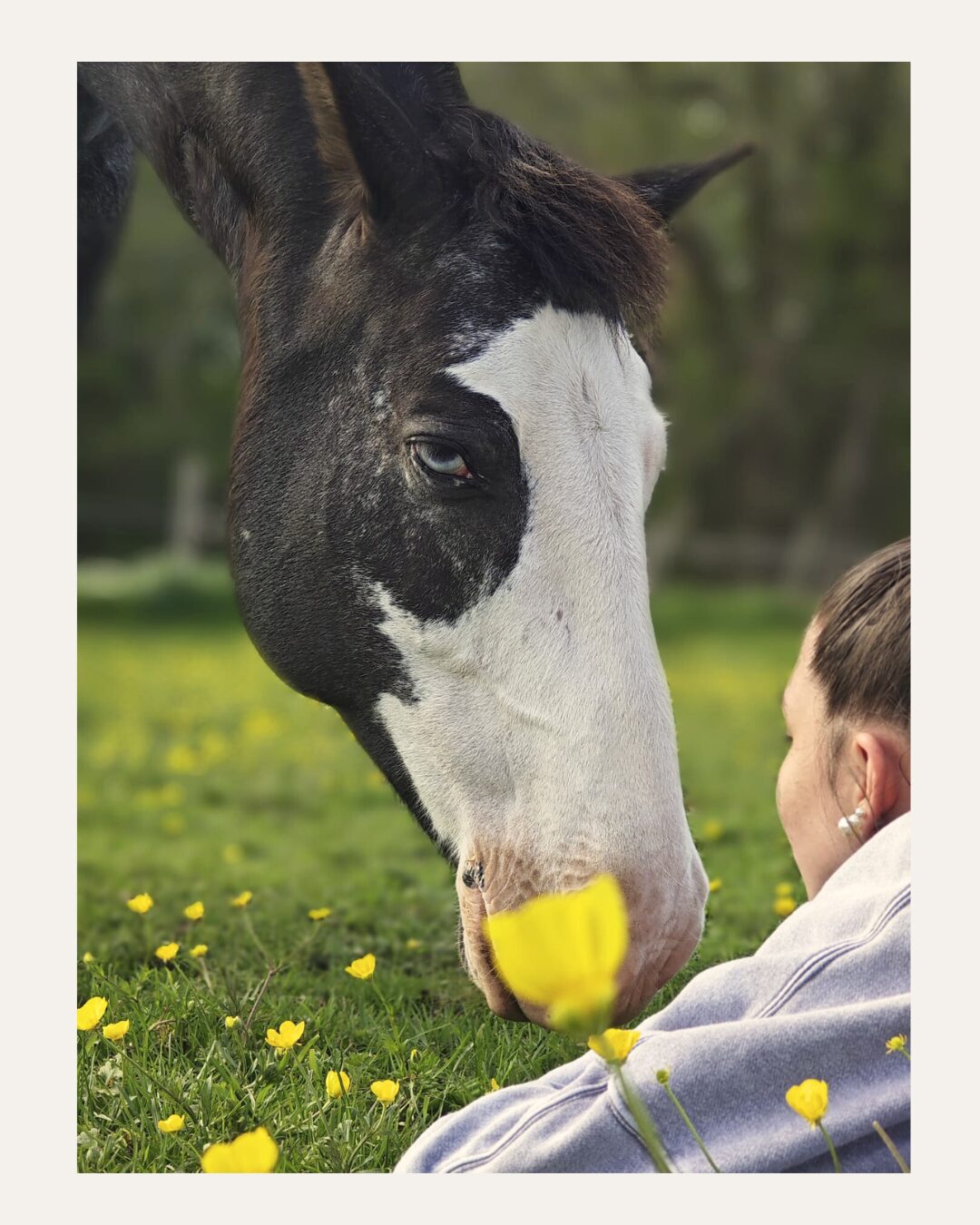 Cheval Cheval