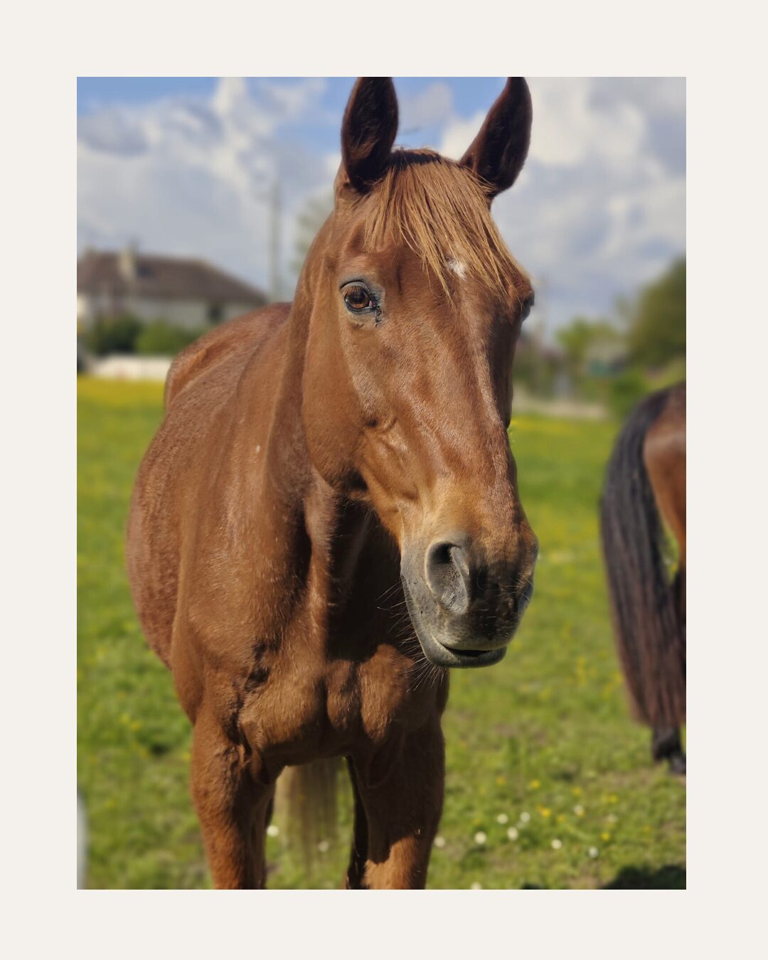 Cheval Cheval